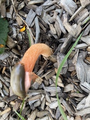 Phallus