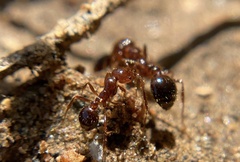 Solenopsis xyloni