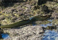 Gymnothorax prasinus