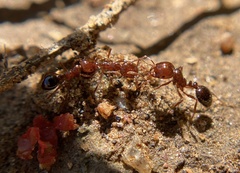 Solenopsis xyloni