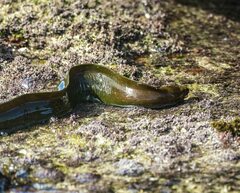 Gymnothorax prasinus