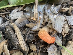 Phallus