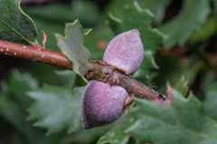 Disholcaspis simulata