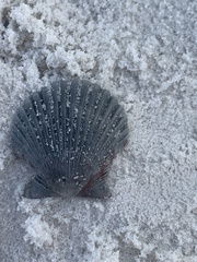 Argopecten irradians