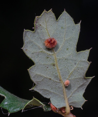 Atrusca trimaculosa