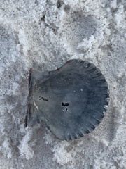 Argopecten irradians