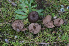 Nolanea