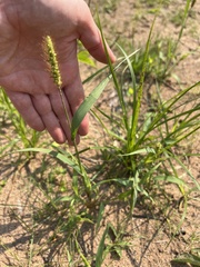 Setaria