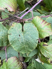 Fallopia cilinodis