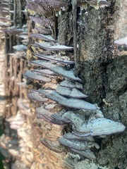 Phellinopsis conchata