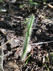 Cactoideae