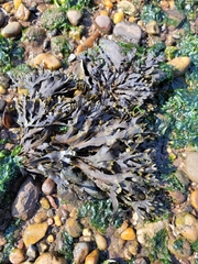Fucus distichus
