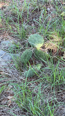 Opuntia gilvescens