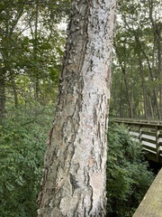 Betula nigra