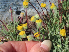 Erigeron bloomeri