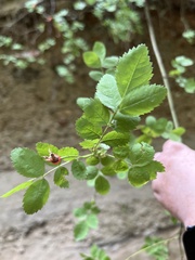 Rosa gymnocarpa