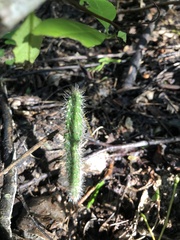 Cactoideae