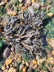 Fucus distichus