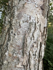Betula nigra
