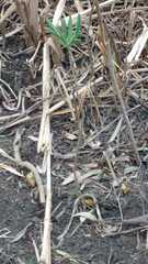 Solanum glaucophyllum