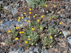Erigeron bloomeri
