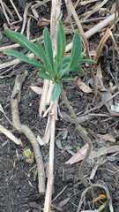 Solanum glaucophyllum