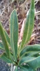 Solanum glaucophyllum