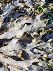 Fucus distichus