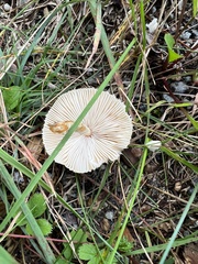 Lepiota clypeolaria