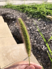 Setaria