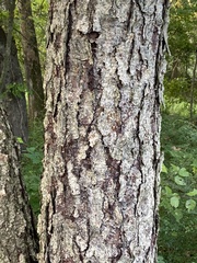 Betula nigra
