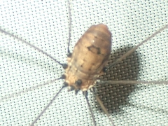 Leiobunum nigropalpi