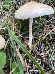 Lepiota clypeolaria