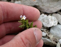 Euphrasia