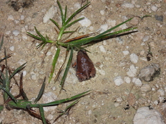 Hypopachus variolosus