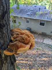 Inonotus