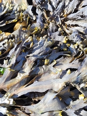 Fucus distichus