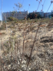 Eriogonum nudum