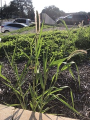Setaria