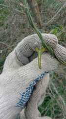 Araujia angustifolia