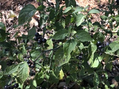 Solanum americanum