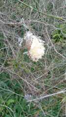 Araujia angustifolia