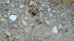 Pogonomyrmex barbatus