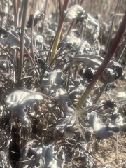 Eriogonum nudum