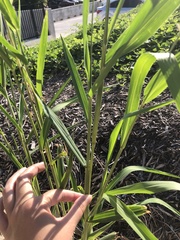 Setaria