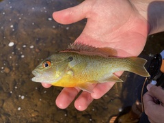 Lepomis auritus