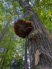 Inonotus