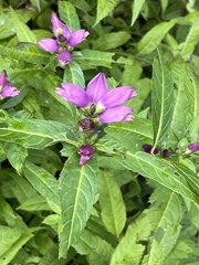 Chelone obliqua