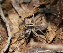 Lycosidae