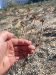 Eriogonum nudum